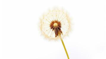 foto do lindo dente de leão flor isolado em branco fundo. generativo ai