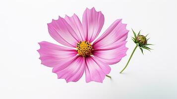 foto do lindo cosmos flor isolado em branco fundo. generativo ai