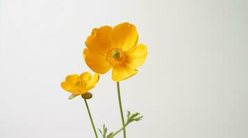 foto do lindo botão de ouro flor isolado em branco fundo. generativo ai