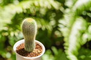 paródia erubescens cacto solteiro Panela dentro borrão fundo. foto