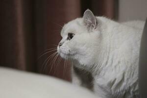 retrato do uma branco gato em uma mesa foto