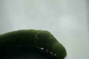 lagarta verde em uma folha foto