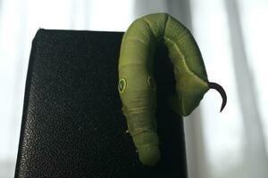 lagarta verde em uma folha foto