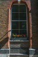 flores crescendo em janela painel do velho construção dentro cidade durante ensolarado dia foto