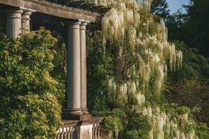 glicínias plantas crescendo em velho colunas às a Colina jardim e pérgola foto