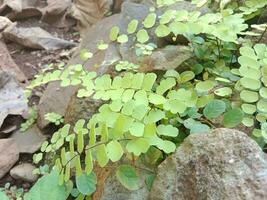 tropical plantar folhas videiras videiras em a pedras ter uma lindo verde cor, árvore roupa de baixo. foto