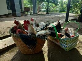 pilha do galos arranjado dentro uma recipiente. tipos do galinhas este estão frequentemente encontrado dentro rural Indonésia. foto