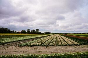 uma campo do cultivo com linhas do diferente cores foto