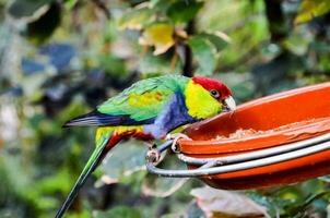 uma colorida pássaro é sentado em uma vermelho tigela foto