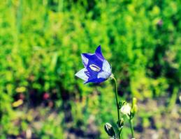 campainha azul, campânula rotundifolia eu, florescendo dentro uma ensolarado jardim. botânico jardim dentro dnipro, Ucrânia. foto