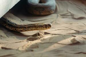 uma serpente é sentado em a areia foto