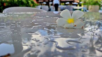 tropical flores frangipani com chuva gotas em branco mesa foto