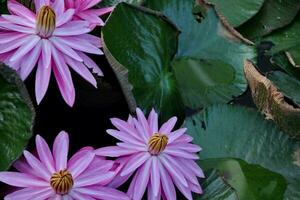 flor de lótus natural floresce em um belo jardim foto