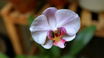 lua orquídea ou traça orquídea e Como inglês Bulan foto