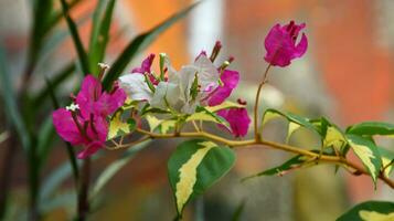 buganvília é chamado uma papel flor plantar foto