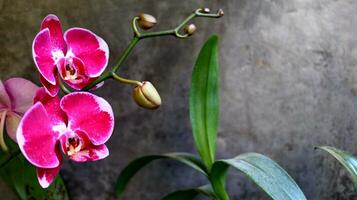 lua orquídea ou traça orquídea e Como inglês Bulan foto