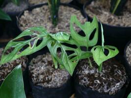 janda Bolong ou a popular tipos do monstera foto