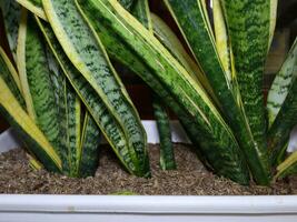 Sansevieria trifasciata pequeno plantas foto