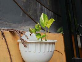 marfim betel plantar dentro uma branco Panela foto