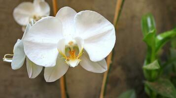 lua orquídea ou traça orquídea e Como inglês Bulan foto