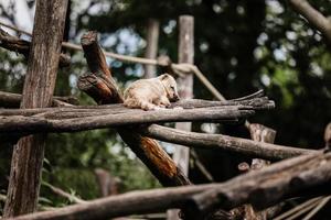 animal exótico fofo descansando em barras de madeira no parque natural foto