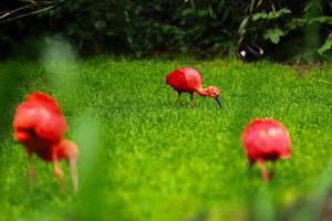 íbis vermelhos em fundo de grama verde natural