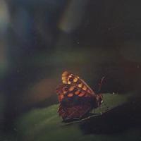 borboleta na natureza foto
