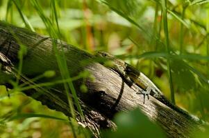 pequeno Castanho lagarto sentado em uma caído árvore entre verde verão folhas dentro uma natural habitat foto