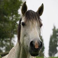 lindo retrato de cavalo branco no prado foto