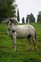 lindo retrato de cavalo branco no prado foto