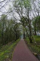 estrada com vegetação verde na floresta foto