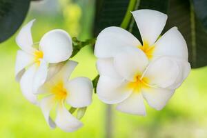 plumeria ou papel flor em árvore plantar foto