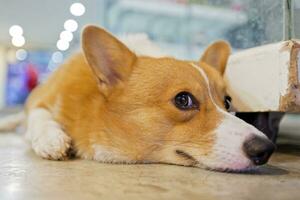 Pembroke país de gales corgi agachado em chão. foto