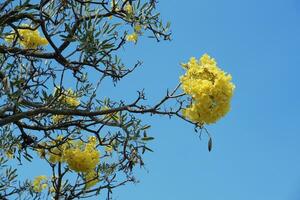 amarelo flores em árvores contra brilhante azul céu, verão tempo, romântico sentir foto