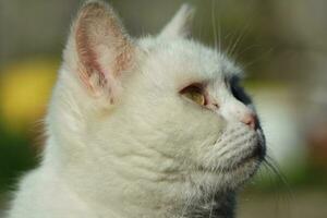 fofa persa gato é posando dentro uma casa jardim às luton Cidade do Inglaterra Reino Unido foto