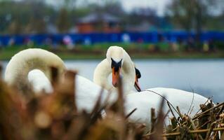 a maioria lindo imagem do branco britânico cisne dentro a lago do Milton keynes Inglaterra Reino Unido. foto