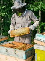 masculino apicultor trabalhando dentro dele apiário em uma abelha fazenda, apicultura conceito foto