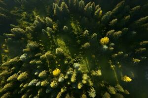 aéreo topo Visão floresta árvore, floresta tropical ecossistema e saudável meio Ambiente conceito e fundo, ai gerar foto