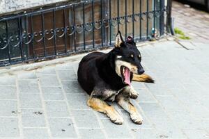 bocejando cachorro em a rua foto