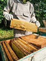 apicultor removendo favo de mel a partir de colméia. pessoa dentro apicultor terno levando querida a partir de colmeia. agricultor vestindo abelha terno trabalhando com favo de mel dentro apiário. apicultura dentro interior. orgânico agricultura foto
