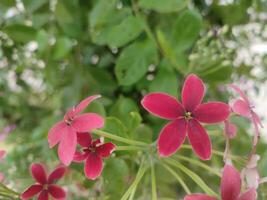 combretum indicum é uma videira com vermelho flor clusters que é nativo para tropical Ásia. isto é Além disso conhecido Como a Rangum rastejador. foto