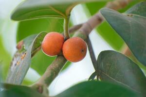 diospyros branco, diospyros descolorir, comumente conhecido Como veludo maçã, veludo caqui, kamagong, ou mabolo foto