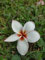 plumeria rubra é uma decíduo plantar espécies pertencer para a gênero plumeria. foto