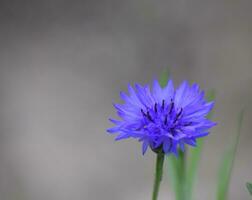 centaurea ciano, comumente conhecido Como centáurea ou bacharelado botão, é a anual floração plantar dentro a família asteraceae nativo para Europa. foto