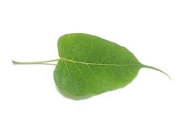 ficus religiosa ou sagrado FIG é uma espécies do FIG nativo para a indiano subcontinent.it é Além disso conhecido Como a bodhi árvore, espinha árvore, peepul árvore, peepal árvore, pipala árvore, ashvattha árvore foto