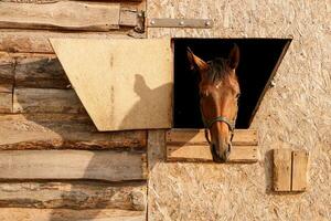 retrato do uma Castanho cavalo olhando Fora do uma impedir janela foto