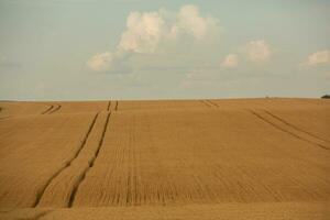 trigo campo e azul céu. agrícola panorama com orelhas do trigo. foto