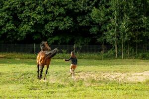 menina em uma andar com uma lindo Castanho cavalo em uma verão tarde perto a floresta. foto