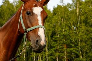 retrato do uma cavalo em a fundo do a floresta foto