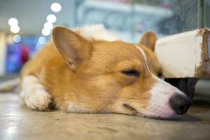 Pembroke país de gales corgi agachado e dormir. foto